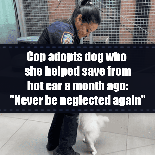 Cop adopts dog who she helped save from hot car a month ago: "Never be neglected again"