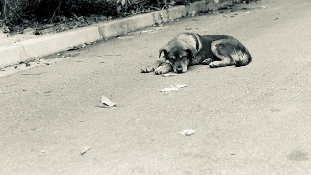 Cop goes viral for covering stray dogs with his umbrella during heavy rain - picture 2