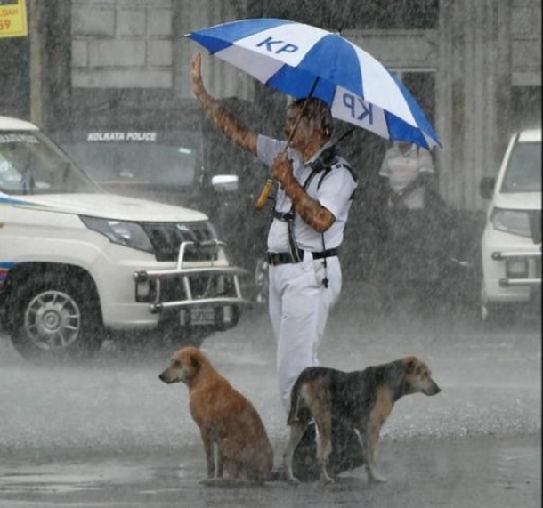 Cop goes viral for covering stray dogs with his umbrella during heavy rain - picture 3