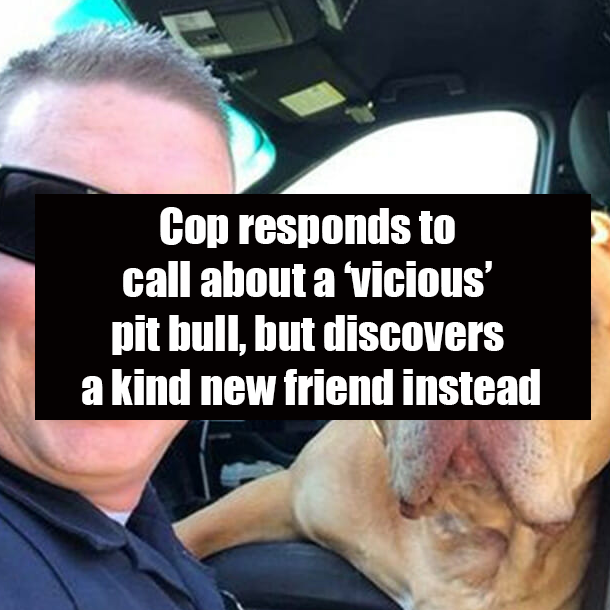 Cop responds to call about a ‘vicious’ pit bull, but discovers a kind new friend instead