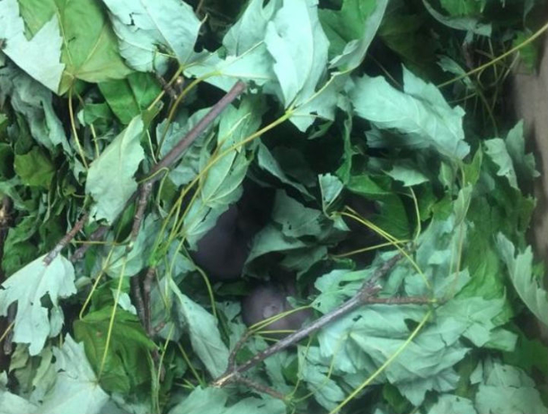 Cop Takes Police Car To Mechanic, When He Inspects It, He Spots Something Absolutely Shocking - picture 4