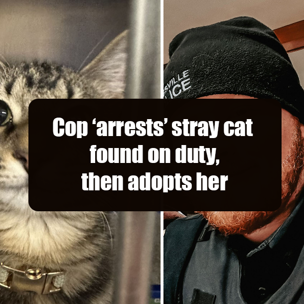 Cop ‘arrests’ stray cat found on duty, then adopts her