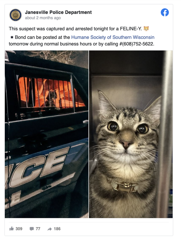 Cop ‘arrests’ stray cat found on duty, then adopts her - picture 2