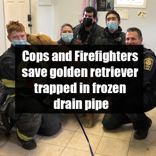 Cops and Firefighters save golden retriever trapped in frozen drain pipe