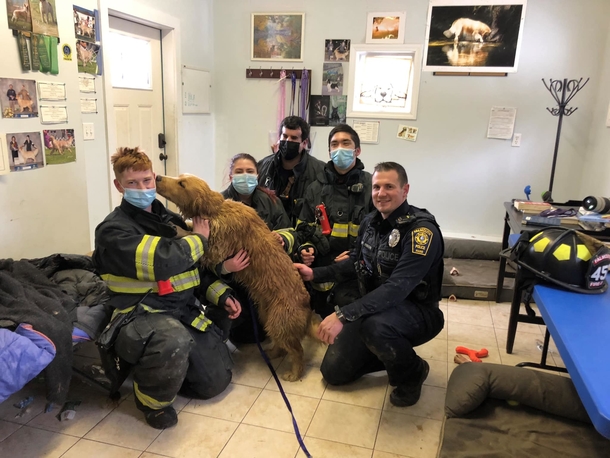 Cops and Firefighters save golden retriever trapped in frozen drain pipe - picture 3