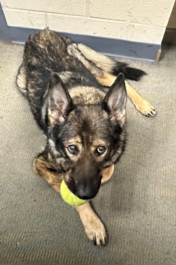 Cops line up to honor K9 with terminal cancer on her final walkout - picture 3