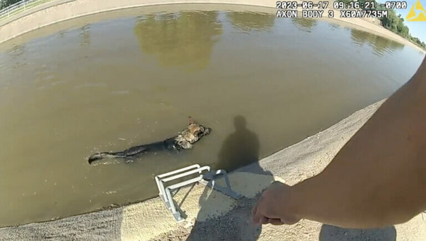 Cops rescue German Shepherd from canal — with the help of a yummy Muffin - picture 2
