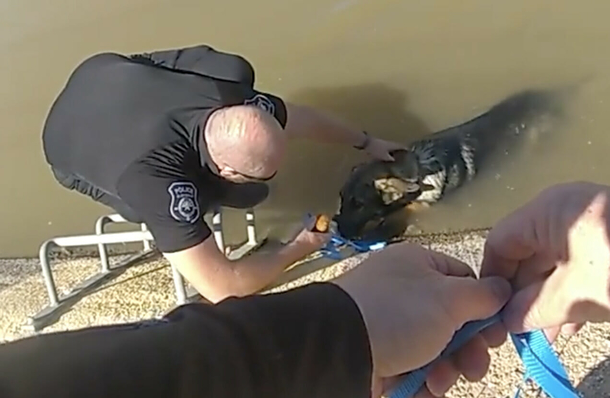 Cops rescue German Shepherd from canal — with the help of a yummy Muffin - picture 3