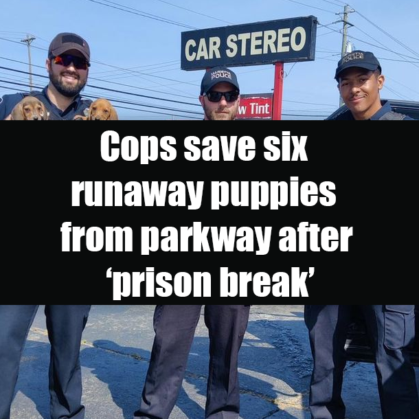 Cops save six runaway puppies from parkway after ‘prison break’