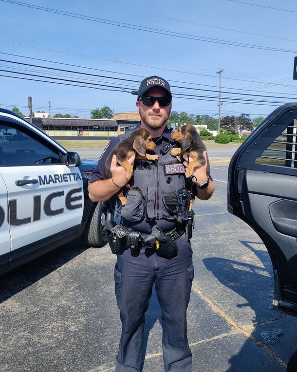 Cops save six runaway puppies from parkway after ‘prison break’ - picture 3