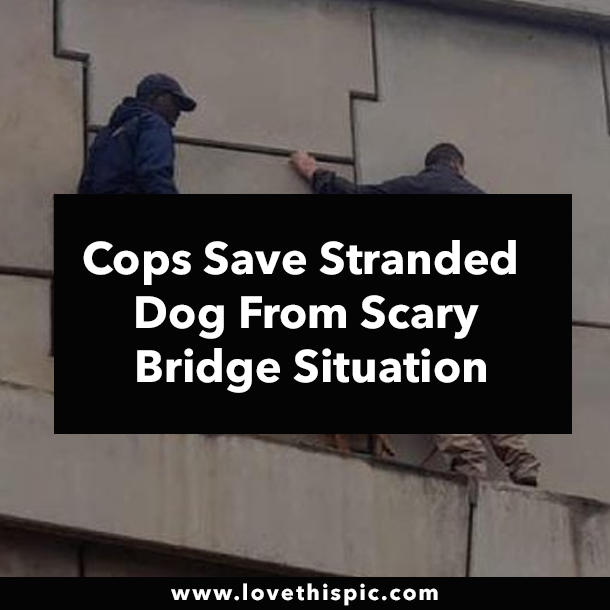 Cops Save Stranded Dog From Scary Bridge Situation