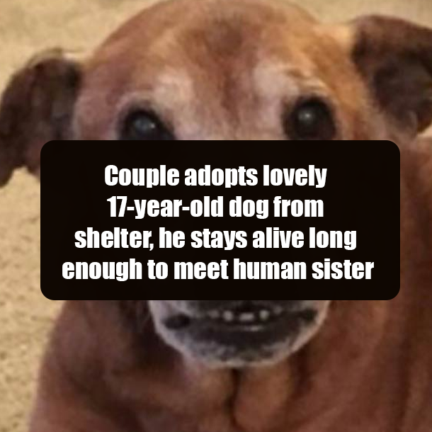 Couple adopts lovely 17-year-old dog from shelter, he stays alive long enough to meet human sister