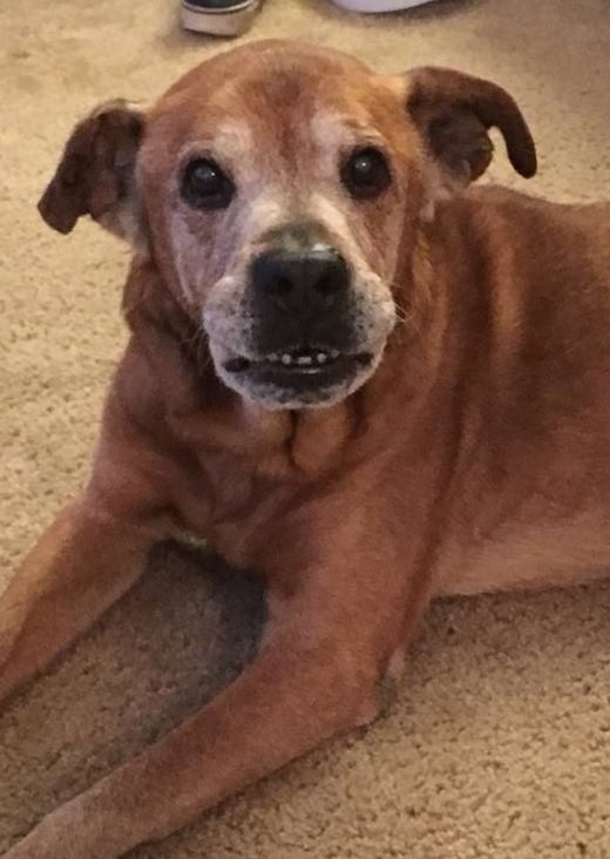 Couple adopts lovely 17-year-old dog from shelter, he stays alive long enough to meet human sister - picture 2