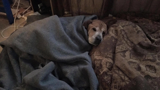 Couple adopts lovely 17-year-old dog from shelter, he stays alive long enough to meet human sister - picture 3