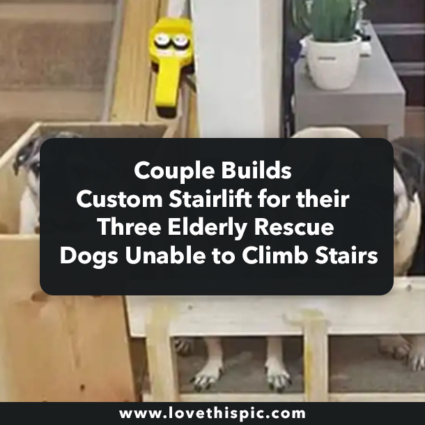 Couple Builds Custom Stairlift for their Three Elderly Rescue Dogs Unable to Climb Stairs