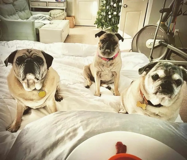 Couple Builds Custom Stairlift for their Three Elderly Rescue Dogs Unable to Climb Stairs - picture 2