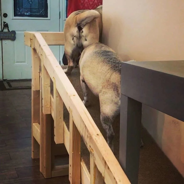 Couple Builds Custom Stairlift for their Three Elderly Rescue Dogs Unable to Climb Stairs - picture 4