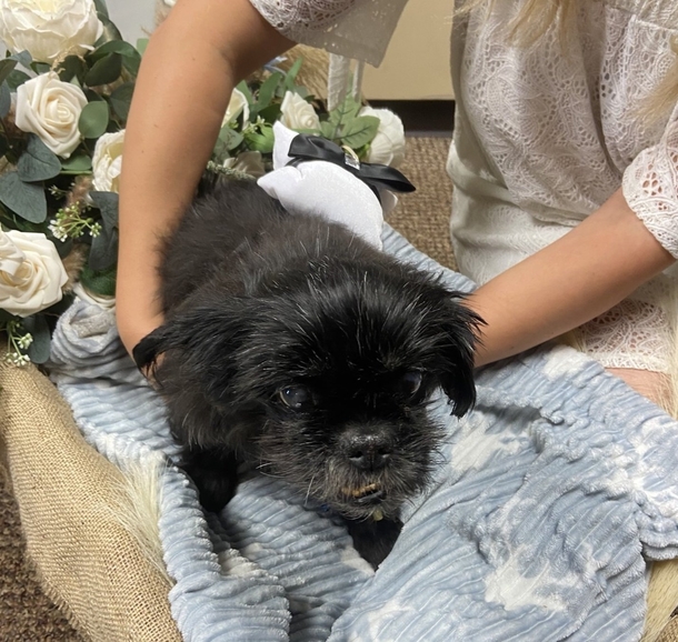 Couple Decided To Get Married At Vet Hospital So Their Sweet Dog Can Be Part Of The Wedding - picture 2
