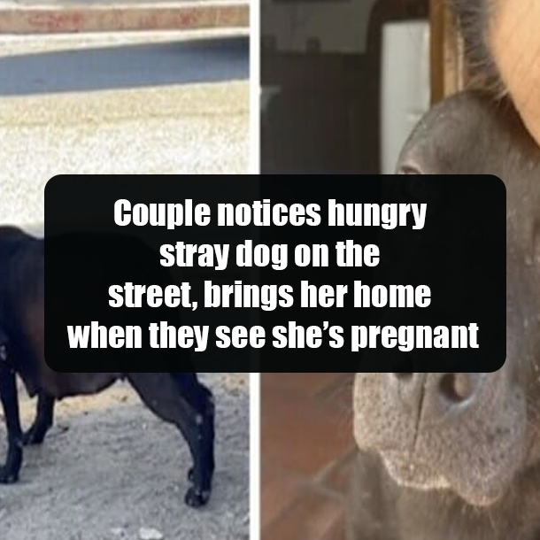 Couple notices hungry stray dog on the street, brings her home when they see she’s pregnant