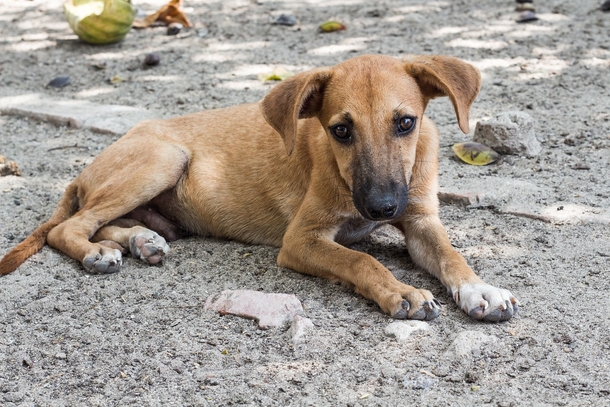 Couple notices hungry stray dog on the street, brings her home when they see she’s pregnant - picture 2