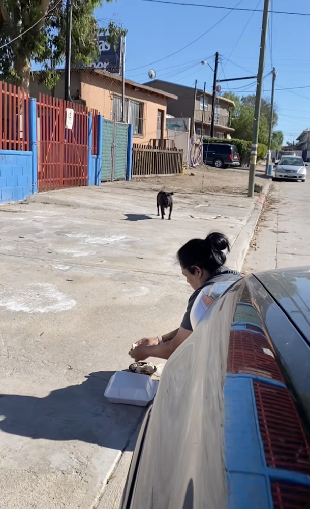 Couple notices hungry stray dog on the street, brings her home when they see she’s pregnant - picture 3