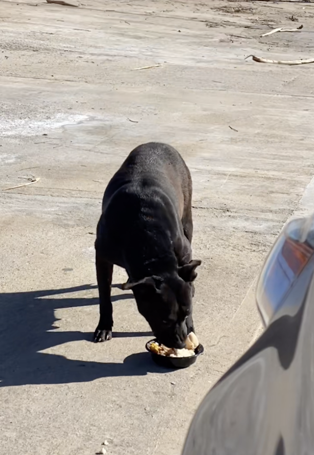 Couple notices hungry stray dog on the street, brings her home when they see she’s pregnant - picture 4