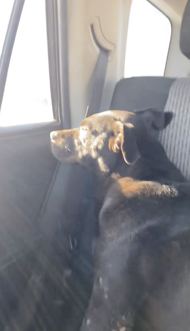 Couple notices hungry stray dog on the street, brings her home when they see she’s pregnant - picture 5