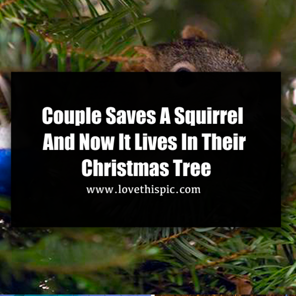 Couple Saves Injured Squirrel, Now It Lives In Their Christmas Tree