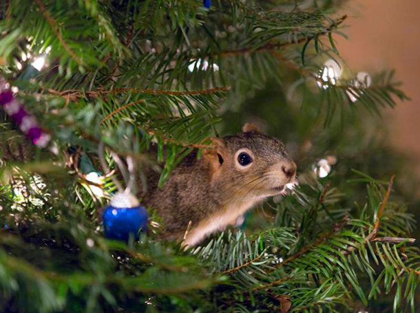 Couple Saves Injured Squirrel, Now It Lives In Their Christmas Tree - picture 2