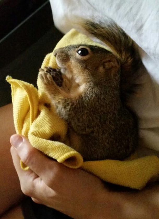 Couple Saves Injured Squirrel, Now It Lives In Their Christmas Tree - picture 3