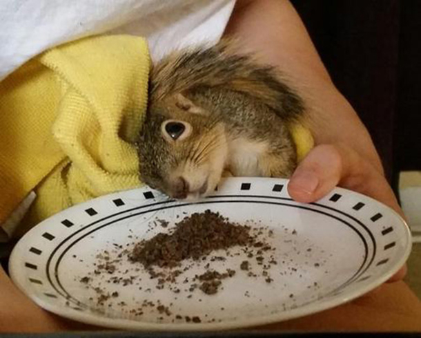 Couple Saves Injured Squirrel, Now It Lives In Their Christmas Tree - picture 4