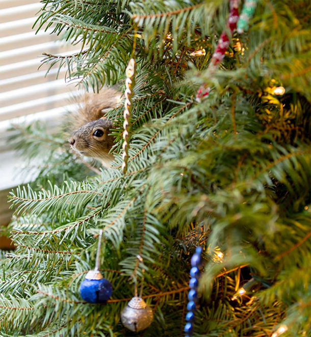 Couple Saves Injured Squirrel, Now It Lives In Their Christmas Tree - picture 5