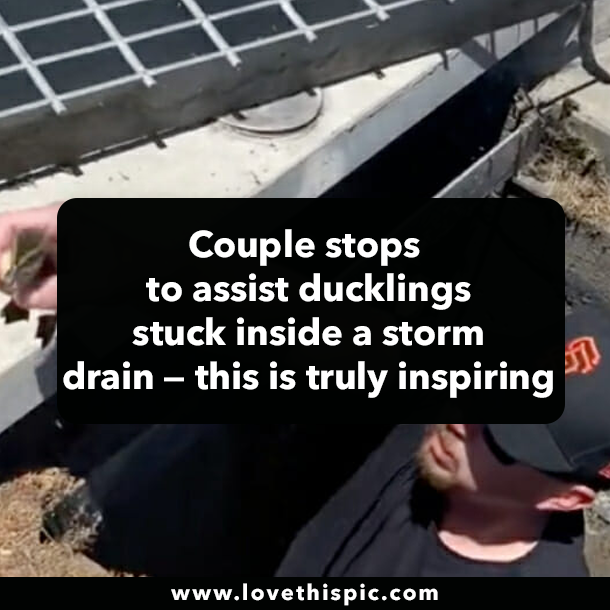 Couple stops to assist ducklings stuck inside a storm drain — this is truly inspiring