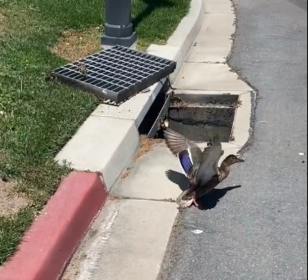 Couple stops to assist ducklings stuck inside a storm drain — this is truly inspiring - picture 2
