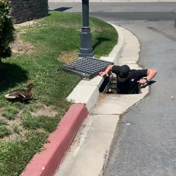 Couple stops to assist ducklings stuck inside a storm drain — this is truly inspiring - picture 3