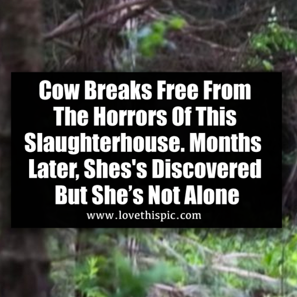 Cow Breaks Free From The Horrors Of This Slaughterhouse. Months Later, Shes's Discovered But She’s Not Alone