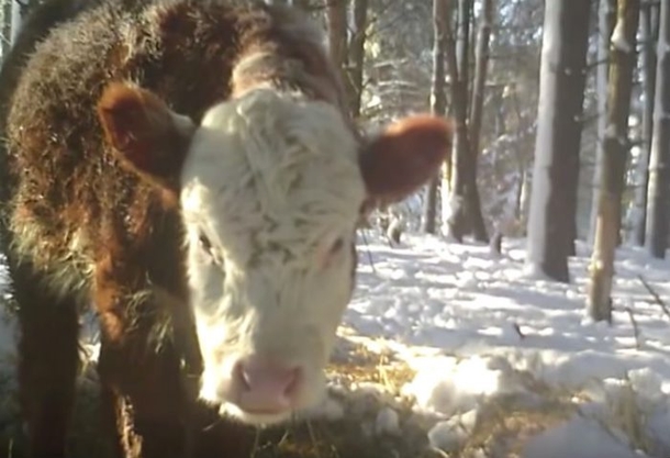 Cow Breaks Free From The Horrors Of This Slaughterhouse. Months Later, Shes's Discovered But She’s Not Alone - picture 2