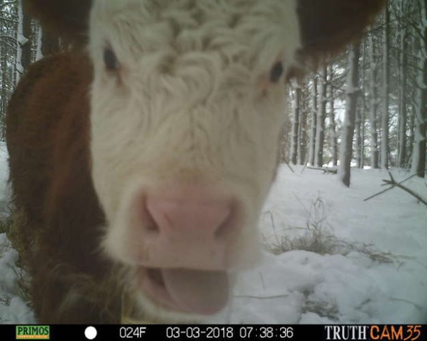 Cow Breaks Free From The Horrors Of This Slaughterhouse. Months Later, Shes's Discovered But She’s Not Alone - picture 3