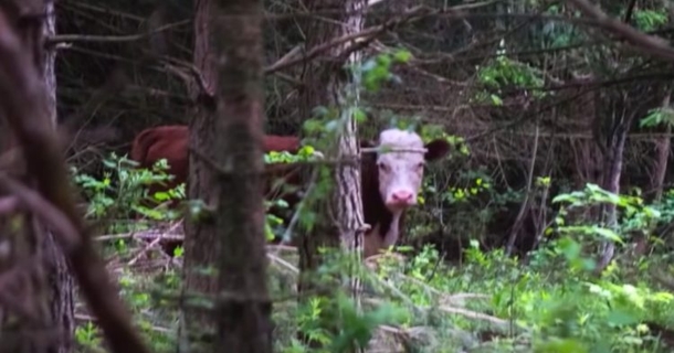 Cow Breaks Free From The Horrors Of This Slaughterhouse. Months Later, Shes's Discovered But She’s Not Alone - picture 4