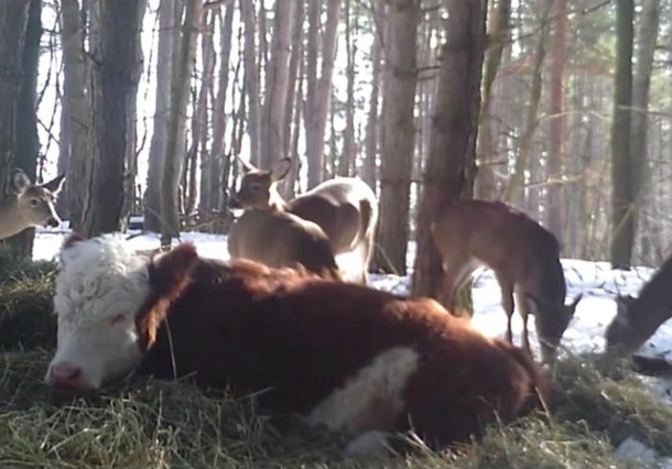 Cow Breaks Free From The Horrors Of This Slaughterhouse. Months Later, Shes's Discovered But She’s Not Alone - picture 5