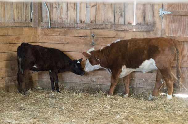 Cow Breaks Free From The Horrors Of This Slaughterhouse. Months Later, Shes's Discovered But She’s Not Alone - picture 6