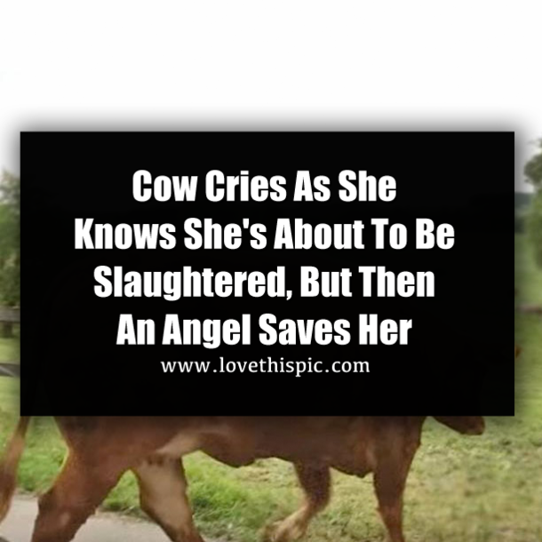 Cow Cries As She Knows She's About To Be Slaughtered, But Then An Angel Saves Her