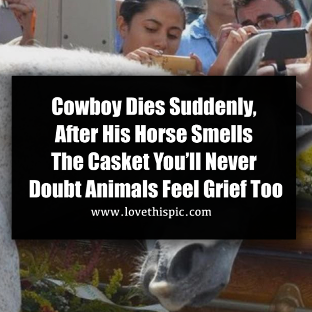 Cowboy Dies Suddenly, After His Horse Smells The Casket You’ll Never Doubt Animals Feel Grief Too