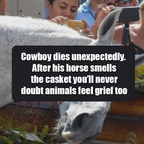 Cowboy dies unexpectedly. After his horse smells the casket you’ll never doubt animals feel grief too
