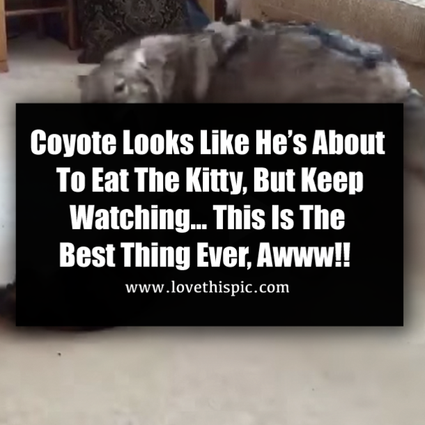 Coyote Looks Like He’s About To Eat The Kitty, But Keep Watching… This Is The Best Thing Ever, Awww!!