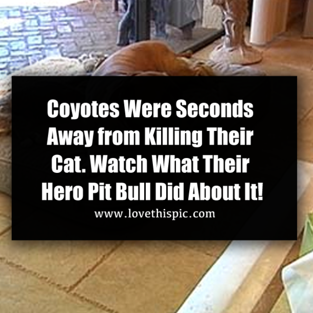 Coyotes Were Seconds Away from Killing Their Cat. Watch What Their Hero Pit Bull Did About It!
