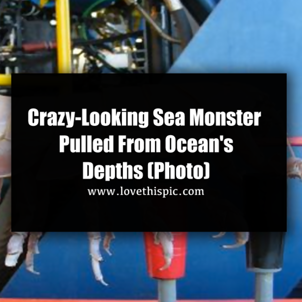Crazy-Looking Sea Monster Pulled From Ocean's Depths (Photo)