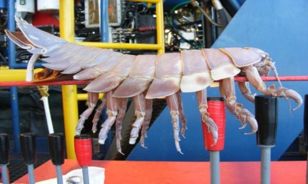 Crazy-Looking Sea Monster Pulled From Ocean's Depths (Photo) - picture 2