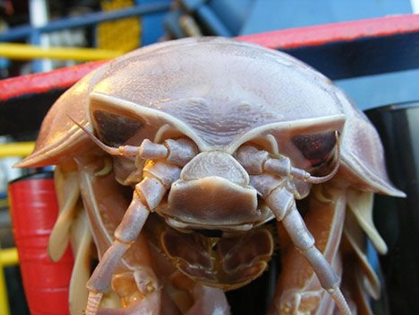 Crazy-Looking Sea Monster Pulled From Ocean's Depths (Photo) - picture 3