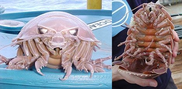 Crazy-Looking Sea Monster Pulled From Ocean's Depths (Photo) - picture 4